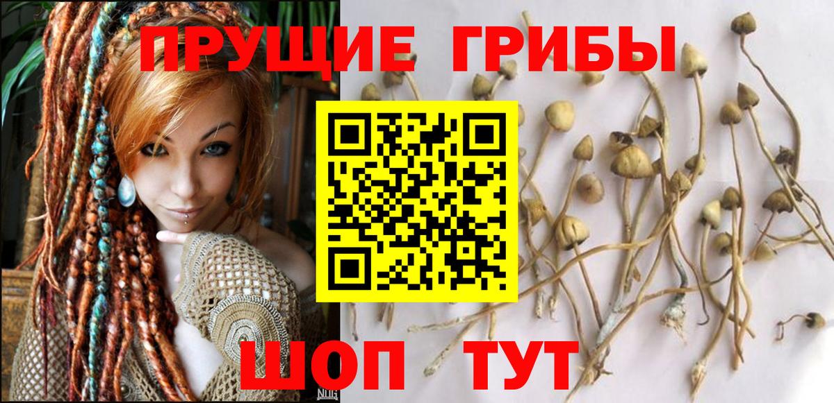 Псилоцибиновые грибы Psilocybe  Губаха 